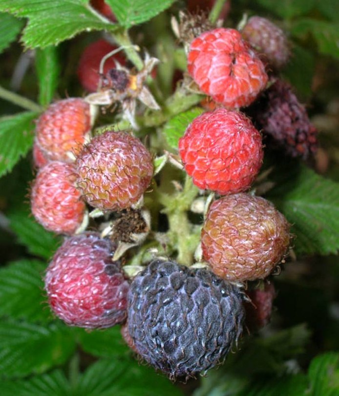 Ceyloni málna - Mysorei málna - Rubus niveus, Rubus niveus, fagyérzékeny, gyümölcs